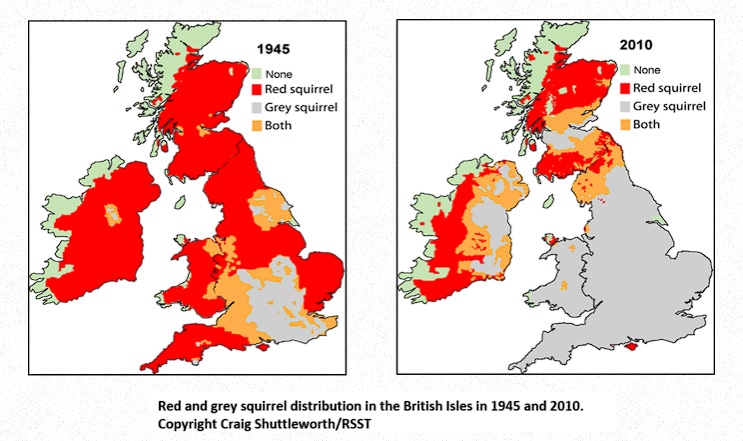 4_red_squirrel_distribution